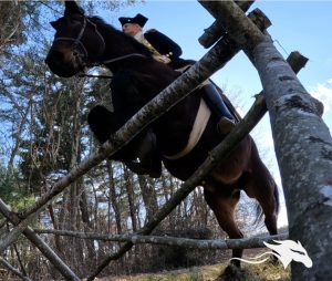 Backyard Horse Enthusiast