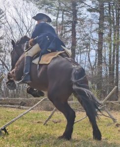 Backyard Horse Enthusiast